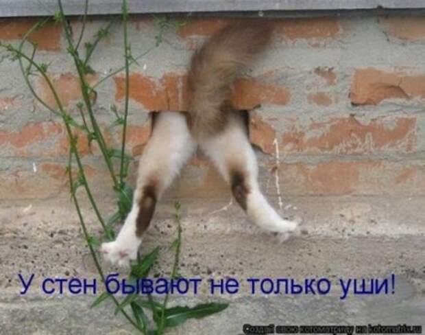 1336767175_1336111033_kotomatricy_010