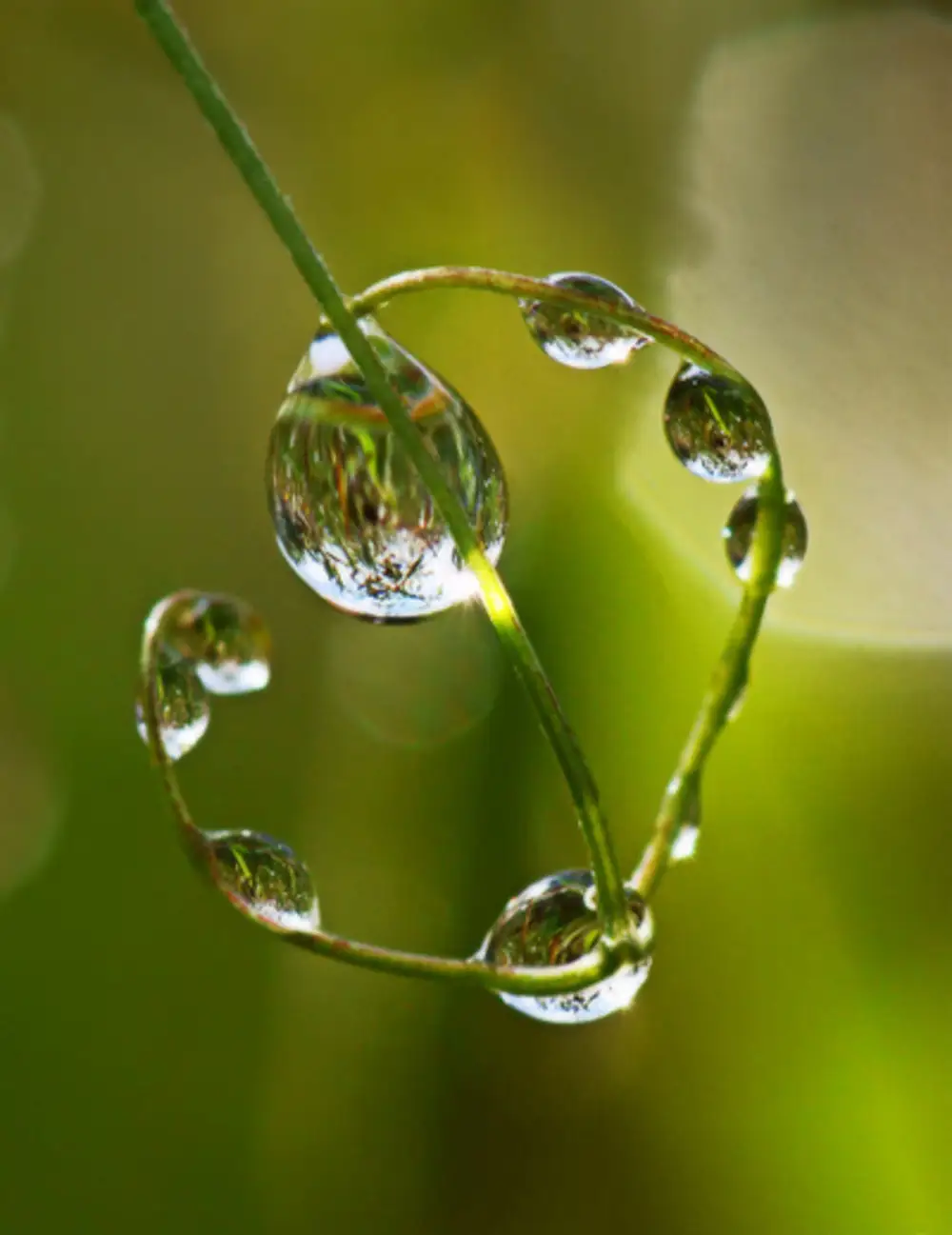 Капельки росы на солнце. Свежесть. Роса арт. Капля росы геншин где найти. Капелька.