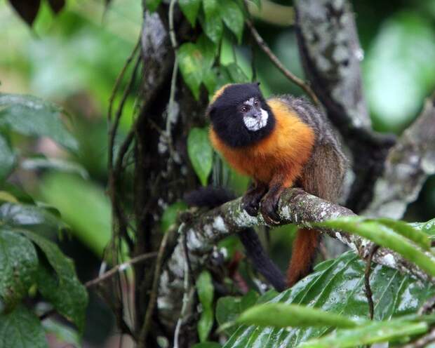 Amazonas34 Большое фотопутешествие по лесам Амазонки