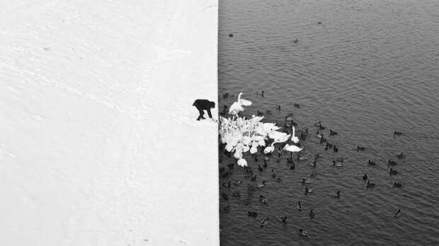 зимние пейзажи кормление лебедей