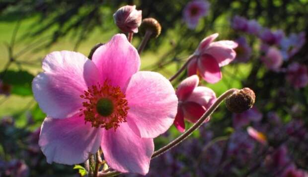 Anemone japnonica