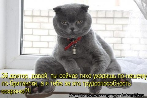 Котоматрицы