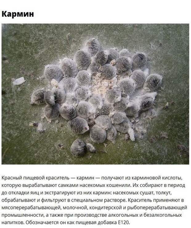 Еда с сюрпризом Еда с сюрпризом