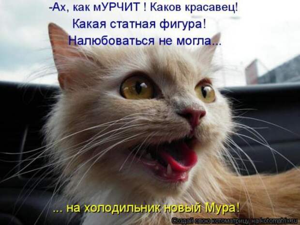 Котоматрицы (картинки с надписями)