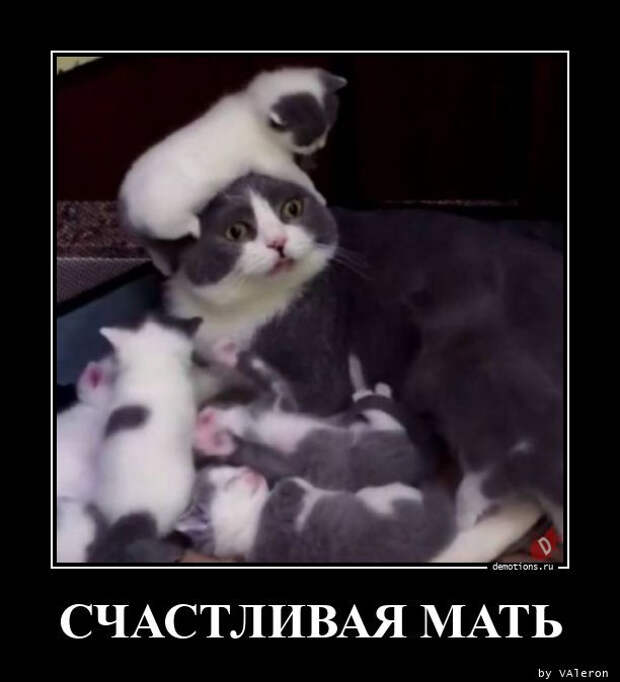 Свежих демотиваторов пост (20 фото)