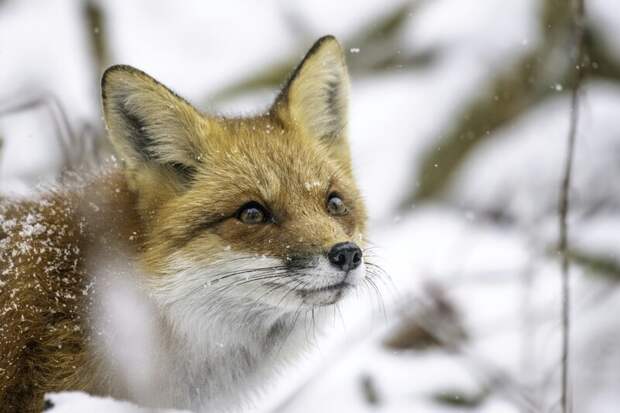 В Ростовской области ввели карантин по бешенству из-за лисы