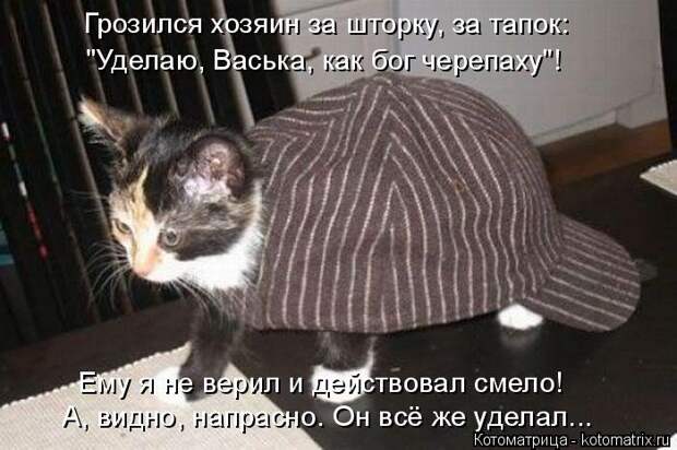 Котоматрица: Грозился хозяин за шторку, за тапок: "Уделаю, Васька, как бог черепаху"! Ему я не верил и действовал смело! А, видно, напрасно. Он всё же уделал..