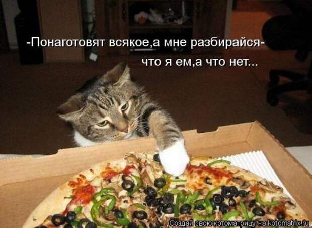 Котоматрицы(картинки с надписями)