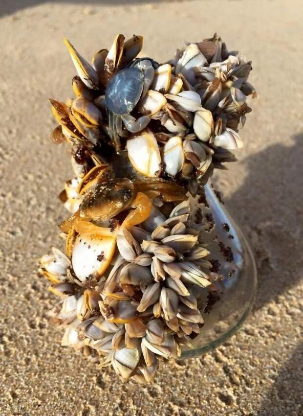 25. Лампочка, облепленная живыми ракушками, найдена на побережье Австралии Неожиданная находка, интересные вещи, интересные находки, находки, находки и открытия, не ждали, случайно