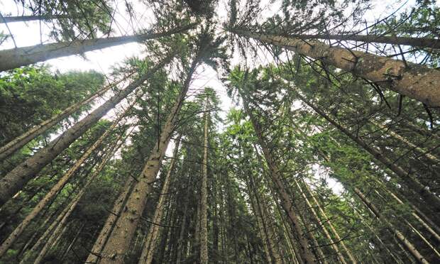 В Архангельской области хотят высадить около 1,4 миллиона деревьев