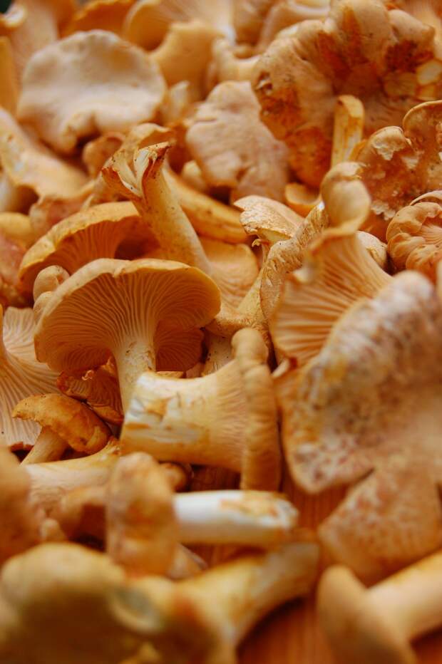 Лисичка обыкновенная — съедобный гриб 3-й категории. Имеет светло-жёлтую или оранжево-жёлтую шляпку (до 12 см) с волнистыми краями и ножку (до 10 см). Произрастает в хвойных и смешанных лесах. (tonx)