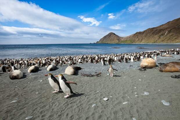 Маккуори – крошечный зелёный остров, где правят пингвины - 3