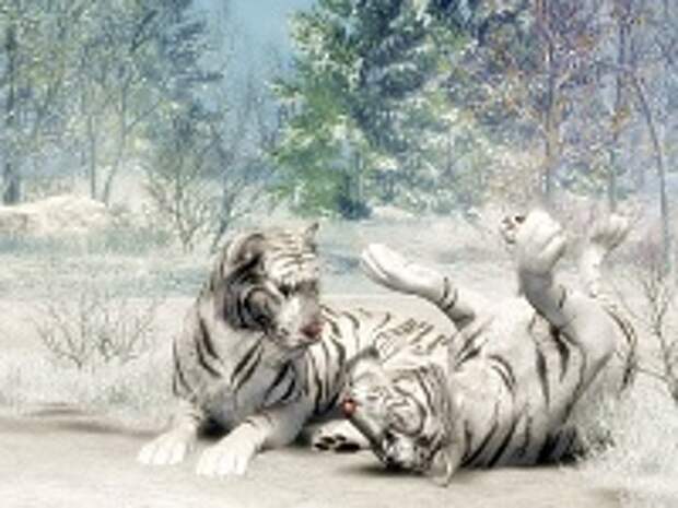 Белые тигры 22