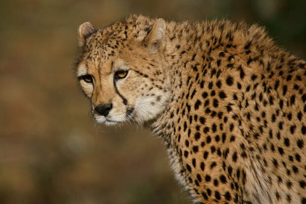 Животные в фотографиях