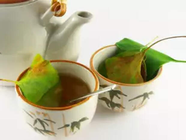 Ginkgo biloba