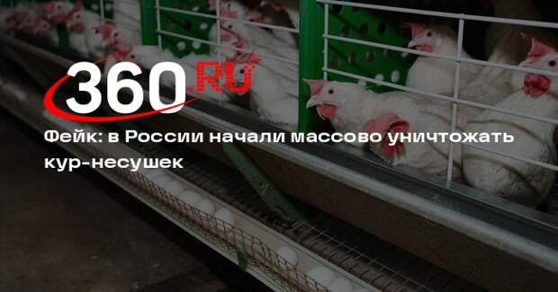 Слухи о массовом уничтожении кур-несушек в России оказались фейком