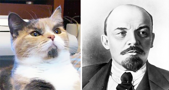 кот ленин