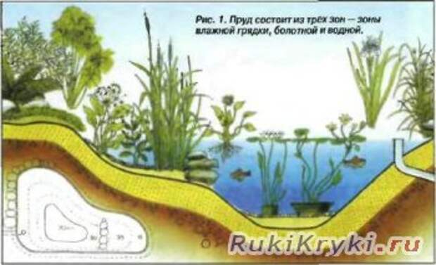 Глубина пруда. Глубина водоема на участке. Глубина пруда для рыбы на участке. Глубина пруда для зимовки рыбы. Схема пруда для разведения рыбы.