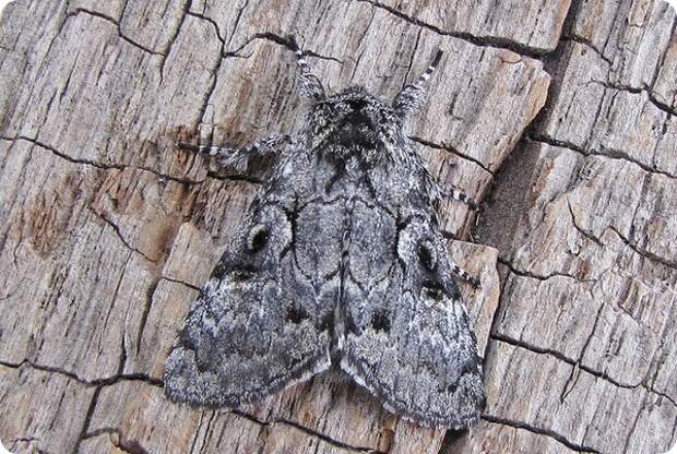 Совка Charadra deridens