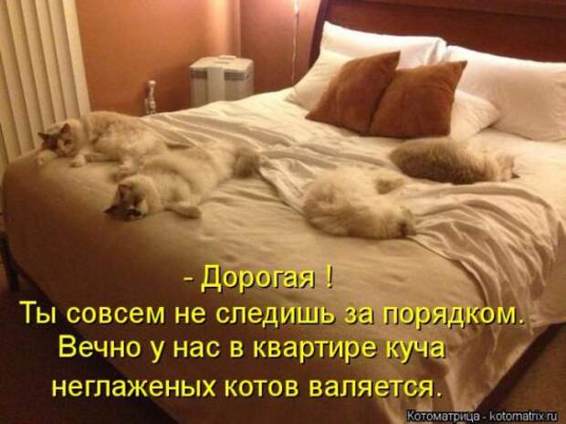Котоматрицы(картинки с надписями)