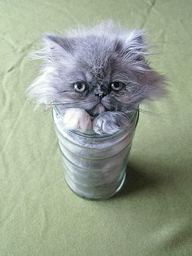 454273 454273 Кошки это жидкость, есть доказательства