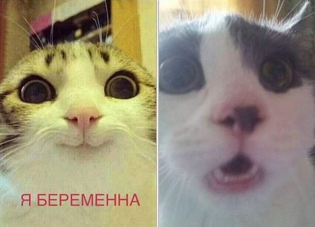 Смешные картинки с подписями  юмор, картинки, прикол