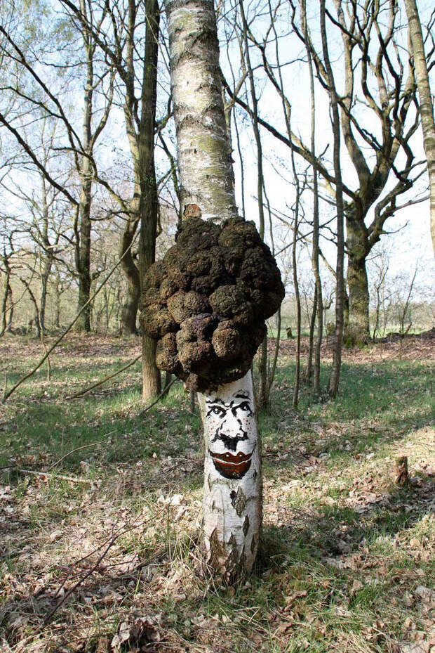 TreeProject11 Забавные лица в лесу