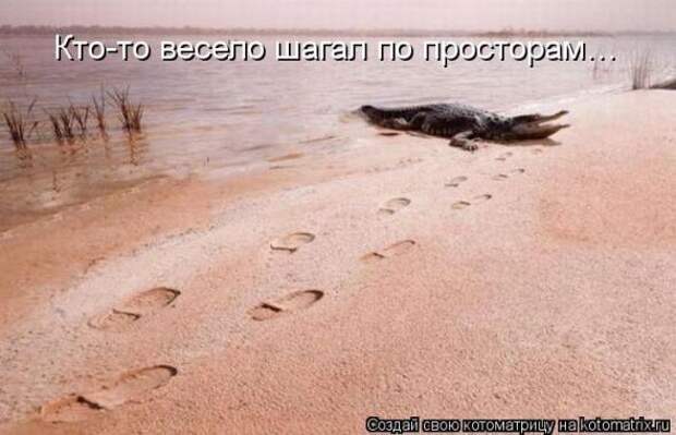 Котоматрицы(картинки с надписями)
