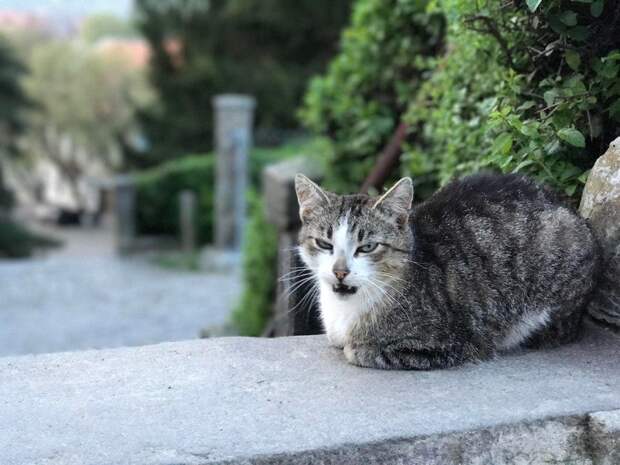 чихающие коты кот чихает