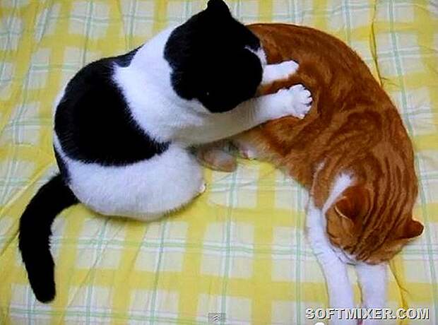 cat-massage-3