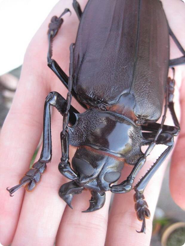 Жук Дровосек-титан (лат. Titanus giganteus)