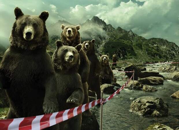 10 малоизвестных и небанальных фактов о медведях