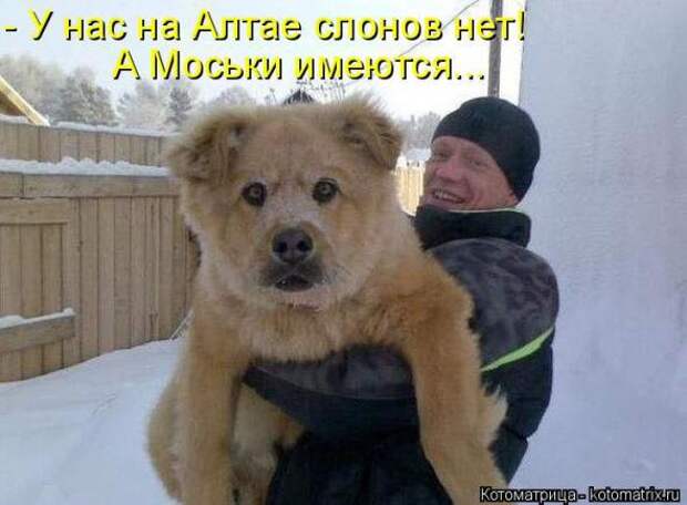 Котоматрицы (картинки с надписями)