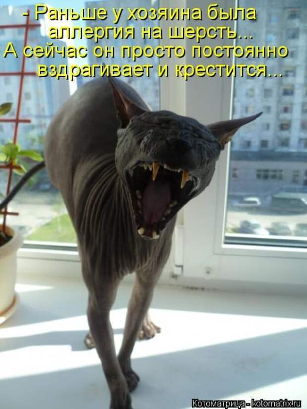 Лучшие котоматрицы недели (50 фото)