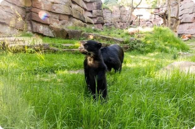 Зоопарк Берлина представил детеныша очкового медведя