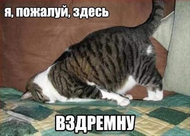 Смешные фотомемы (20 шт)