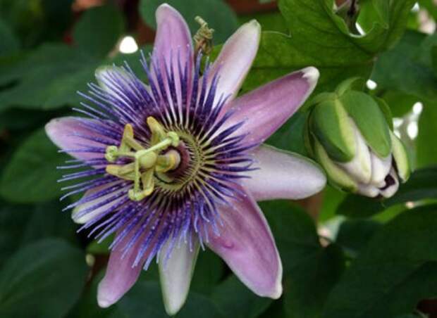 Passiflora e1351690928767 Самые необычные комнатные растения и цветы