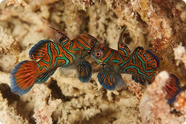 Мандаринка рыба (лат. Synchiropus splendidus)