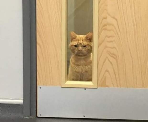 Сурового кота Сола сравнивают с Grumpy Cat