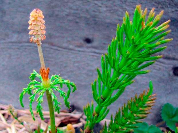 Лекарственное растение Хвощ полевой (Equisetum arvense)