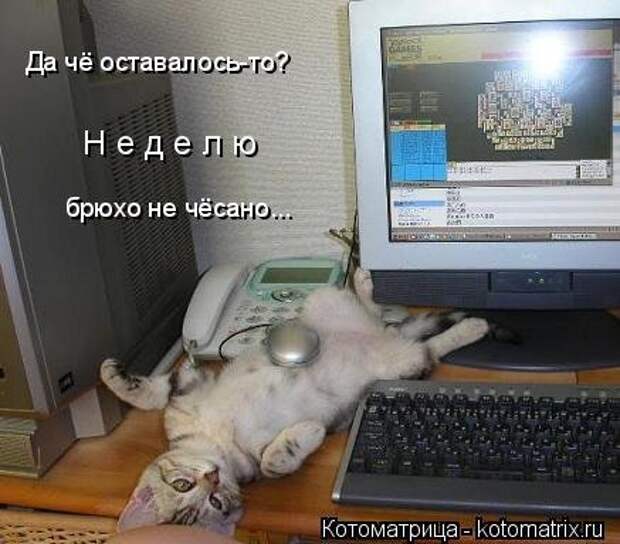 Лучшая котоматрица за неделю (32 фото)