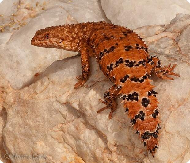Плоская эгерния (лат. Egernia depressa)
