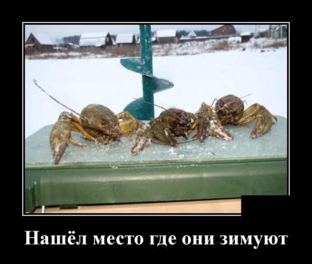 Демотиваторы (30 фото)