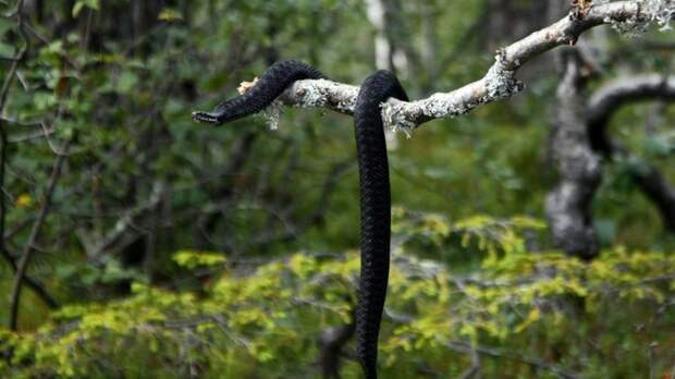 Россиянам объяснили, как отличить укус ядовитой змеи