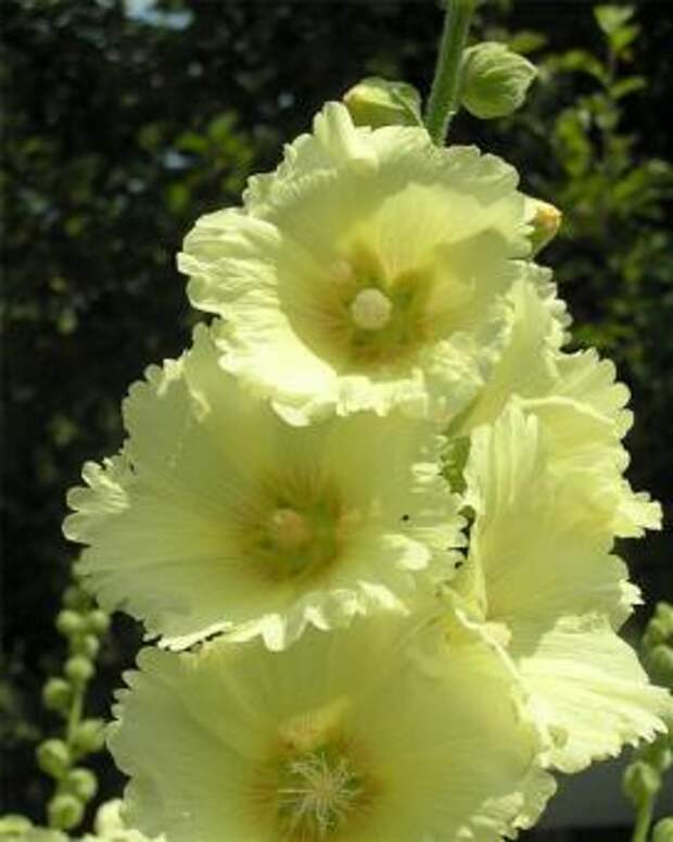 Шток-роза (Yellow alcea)