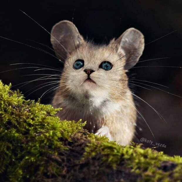 cat_1.jpg cat_1.jpg