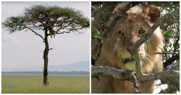 Любопытный лев залез на дерево и долго не мог слезть обратно из-за своей трусости видео, дерево, животные, кения, лев, прикол, юмор
