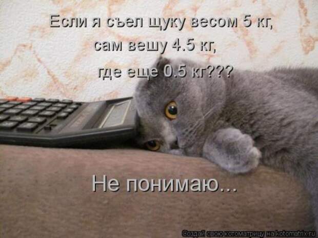 Котоматрицы (картинки с надписями)