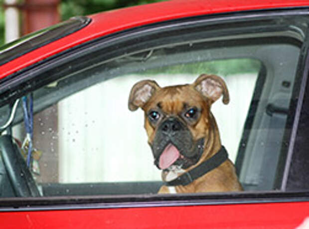 Результат пошуку зображень за запитом "компания из трех собак угнала машину своего хозяина, устроила ДТП"
