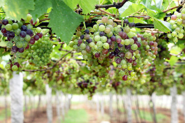 8 удивительных свойств винограда (+ 5 освежающих рецептов)